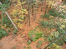 Herbstlicher Mischwald