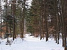 Waldweg
