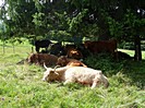Glckliche Rinder auf der Wiese